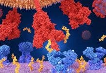 Coronavirus: cuál es la diferencia entre mutaciones, variantes y una cepa