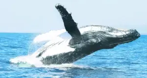 Visita de las ballenas jorobadas, oportunidad para salir del encierro