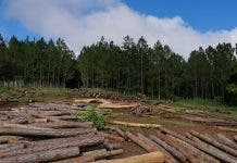 El raleo, un mecanismo esencial para proteger bosques y plantaciones