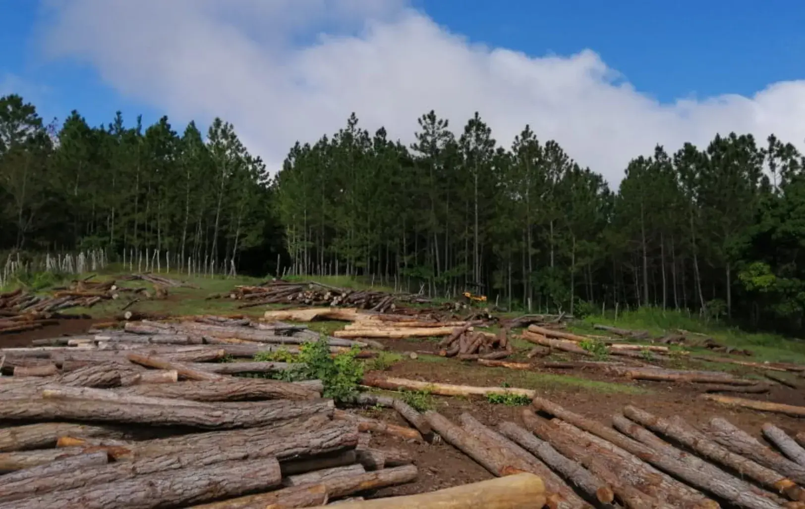 El raleo, un mecanismo esencial para proteger bosques y plantaciones