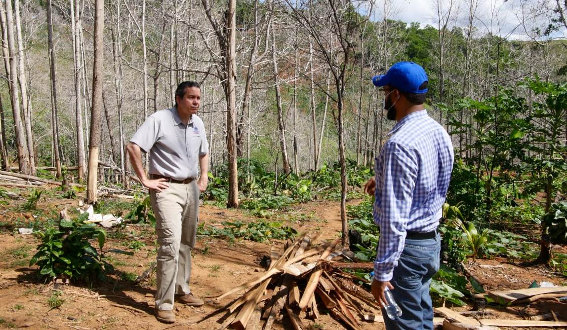 Someten a la justicia hombre acusado de talar  más de 1,700 árboles en Yamasá
