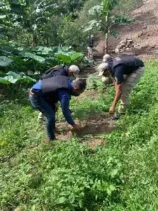 DICAN decomisa 79 plantas de marihuana y 195 pastillas de éxtasis en el Cibao