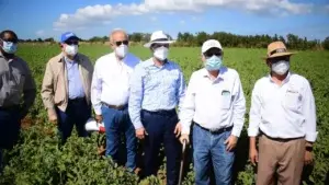 Gobierno promete  ir en auxilio de productores de tomate