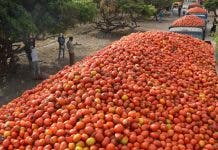 Los productores de tomate estiman cosecharán 5 millones de quintales