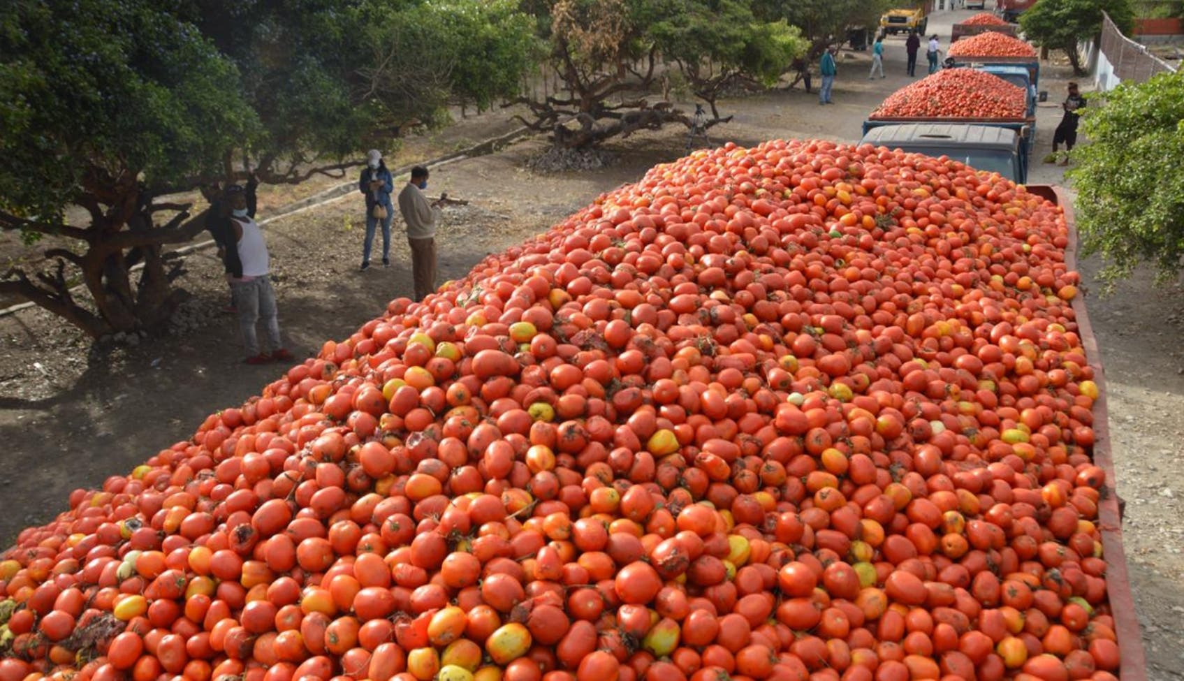 Los productores de tomate estiman cosecharán 5 millones de quintales