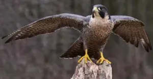 Visita del halcón peregrino de Michigan provoca sensación