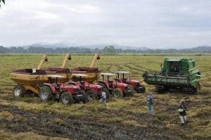 La FAO prevé fuertes disminuciones de las reservas mundiales de cereales