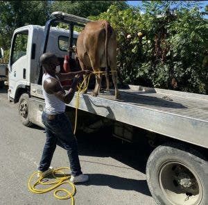 Arrestan vaca que deambulaba en las calles de San Cristóbal