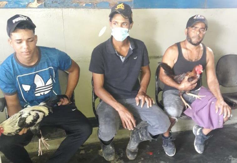 Apresan tres sujetos sorprendidos jugando gallos de manera clandestina en Los Hidalgos