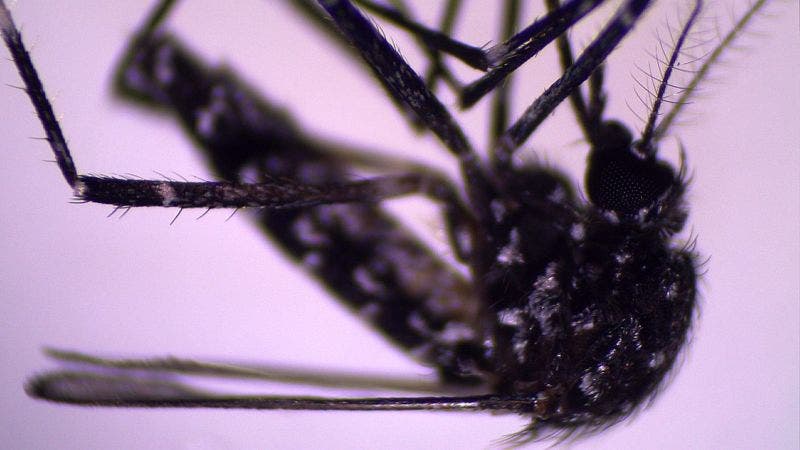 Alarma en el continente americano por la llegada del nuevo mosquito Aedes vittatus