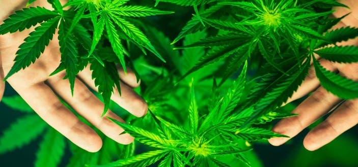 Legalizan en Nueva Jersey la marihuana y reducen penas por posesión