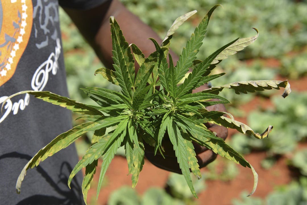 De no creer: Escasea la marihuana en Jamaica