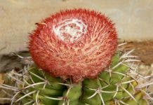 Melocactus, especie endémica de la isla en Peligro Crítico Extinción