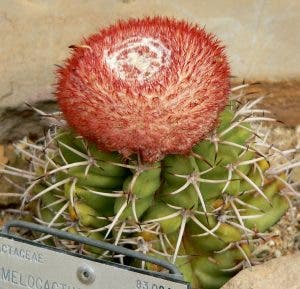 Melocactus, especie endémica de la isla en Peligro Crítico Extinción