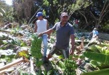 Productores de plátanos acusan Consorcio Azucarero por destrucción de plantaciones