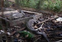 Allanan propiedad de expelotero José Rijo y rescatan tres cocodrilos