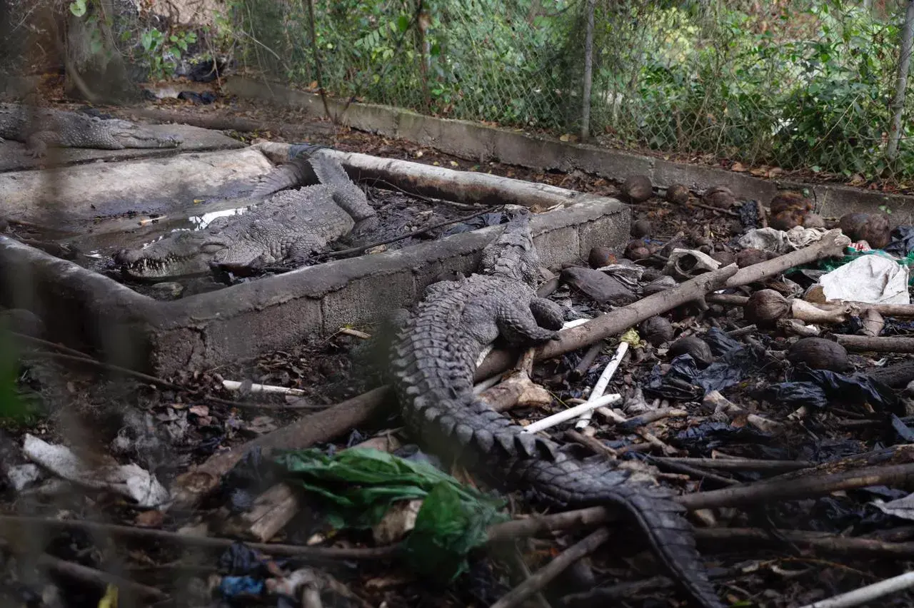 Allanan propiedad de expelotero José Rijo y rescatan tres cocodrilos