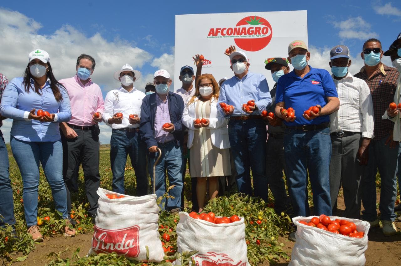 Más de 900 pequeños productores de tomate industrial beneficiados con financiamiento a tasa cero del BAGRICOLA