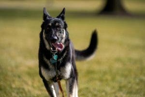 Uno de los perros de Biden vuelve a morder a una persona en la Casa Blanca