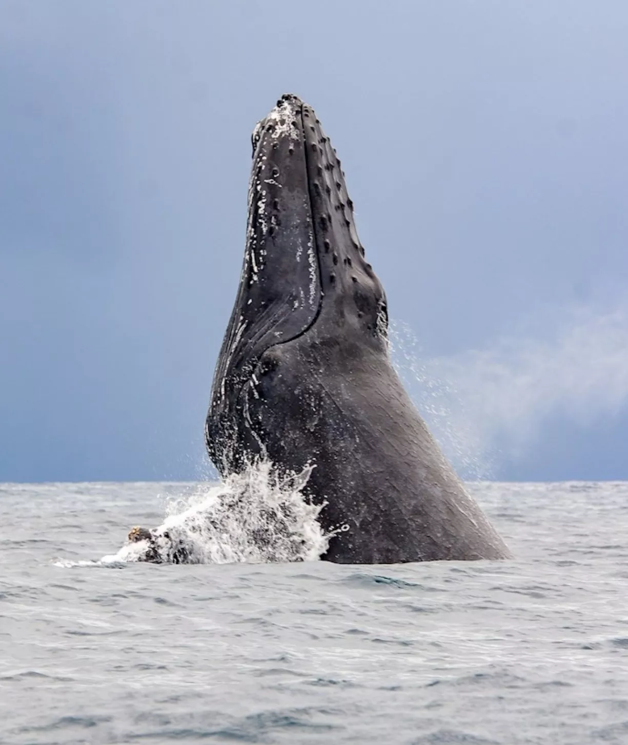 El avistamiento de ballenas,  espéctaculo  que atrapa a turistas