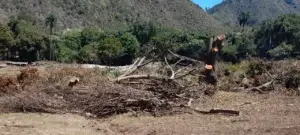 Hombre arrasa con los árboles centenarios en Azua