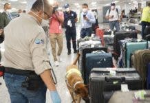 Perros en vigilancia fitosanitaria en AILA