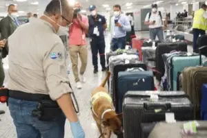 Perros en vigilancia fitosanitaria en AILA