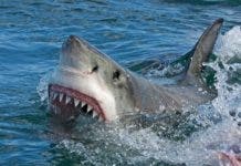 Apresan hombre por tener 7 tiburones en piscina plástica de su casa en NY