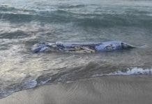 Ballenato muerto encontrado en costas de Nagua