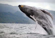 Medio Ambiente anuncia temporada de ballenas 2023