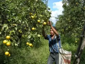 Las plagas reducen la capacidad productiva del sector agrícola