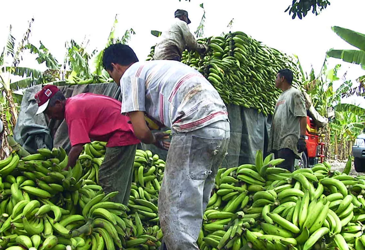 La sobreproducción de plátanos provocará una reducción en su precio