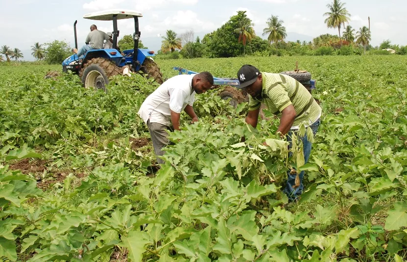 El IICA promoverá políticas agropecuarias sostenibles