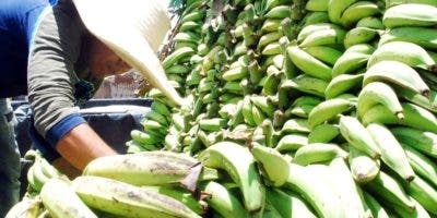 Gobierno suspende exportación de plátanos para garantizar la estabilidad de los precios