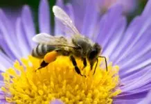 Hoy es Día Mundial de las Abejas