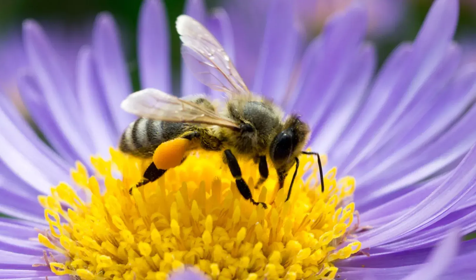 Hoy es Día Mundial de las Abejas