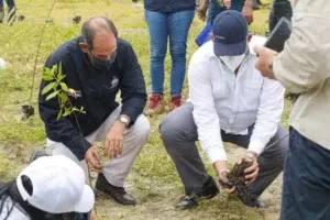 Medio Ambiente planta 1,000 mangles y uvas de playa