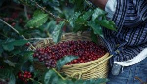 El Día Nacional del Café, ¿cómo encuentra a la industria en RD?