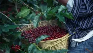 El Día Nacional del Café, ¿cómo encuentra a la industria en RD?