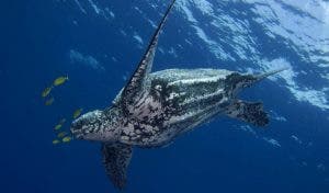 Tortuga tinglar, la más grande, prefiere las playas de arenas suaves