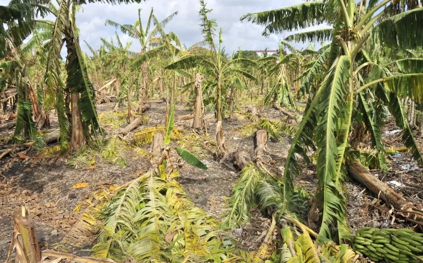 Agricultura socorre productores Cibao