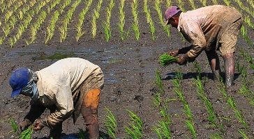 República Dominicana estudia pasos a dar ante apertura del mercado de arroz