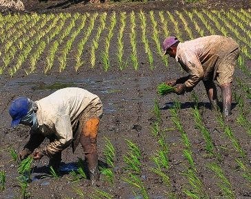 República Dominicana estudia pasos a dar ante apertura del mercado de arroz