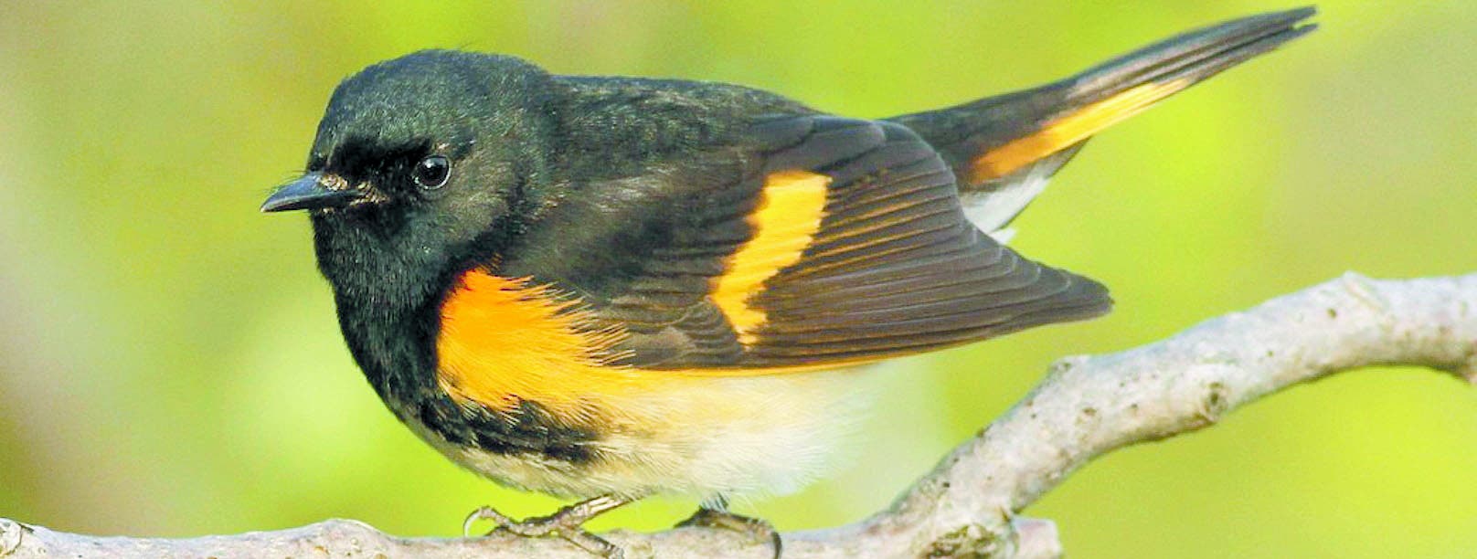 Aves migratorias no escapan a las amenazas por ingesta de plásticos