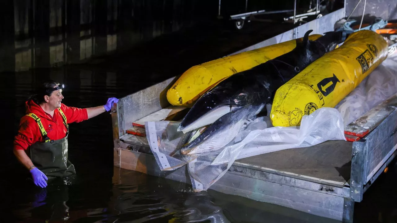 Sacrifican a la ballena varada en el río Támesis