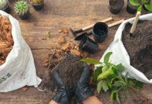 El café funciona como abono orgánico para las plantas