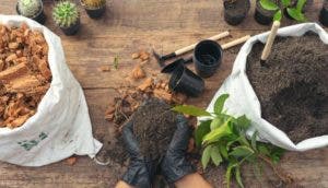 El café funciona como abono orgánico para las plantas