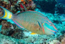 Poder Ejecutivo establece veda de peces loros, pepinos y anguilas