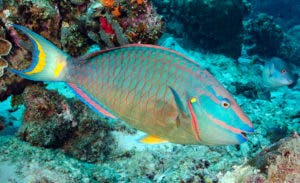 Poder Ejecutivo establece veda de peces loros, pepinos y anguilas