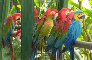 Los animales silvestres también guardan cuarentena al entrar RD